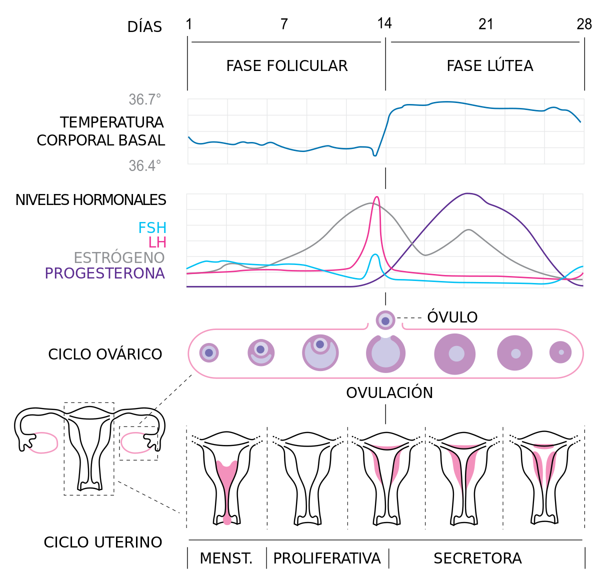 Ciclo Menstrual Ciencias Naturales Campus Virtual ORT